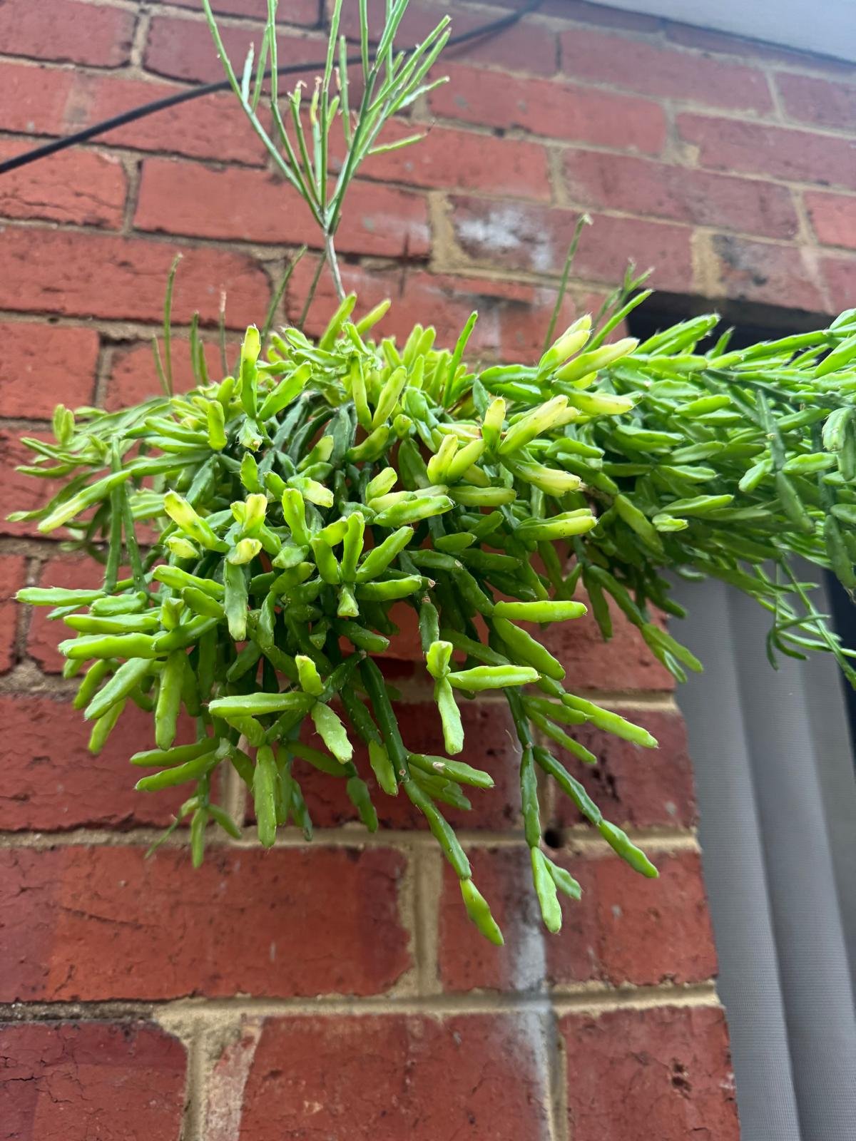 WhatsApp Image 2025-08-31 at 11.30.11_d347b4c9