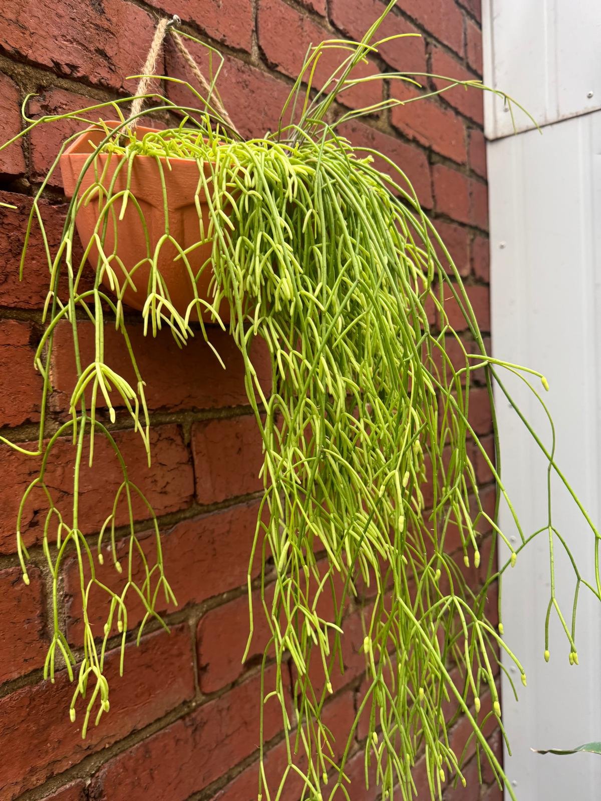 WhatsApp Image 2025-08-31 at 11.30.12_42256995